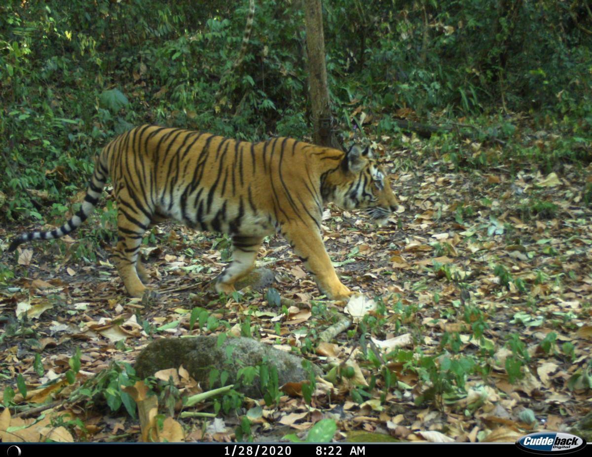 Kamerafallenbild Tiger