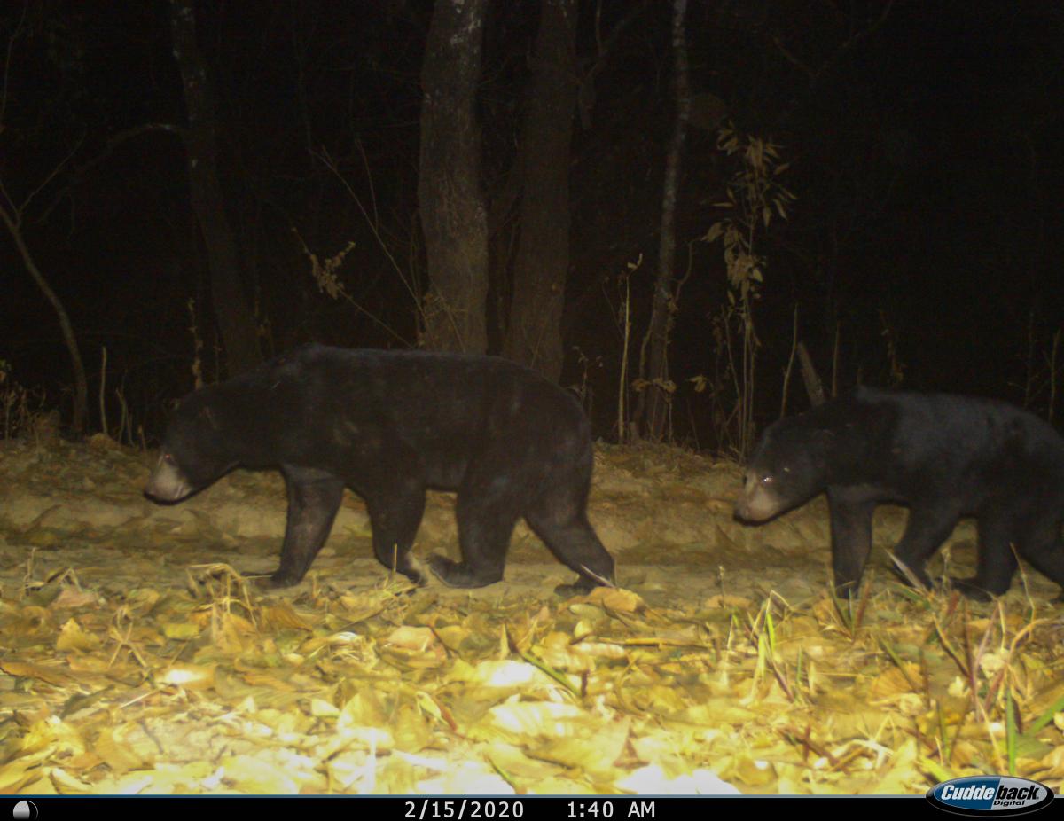 Kamerafallenbild Bär