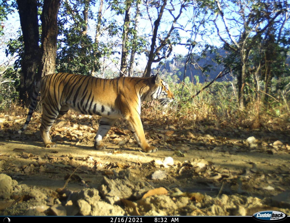 Camera trap photo tiger