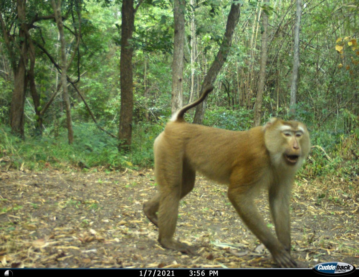 Camera trap photo baboon