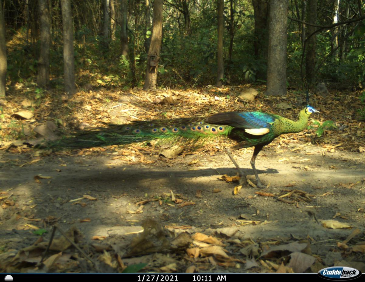 Camera trap photo peacock