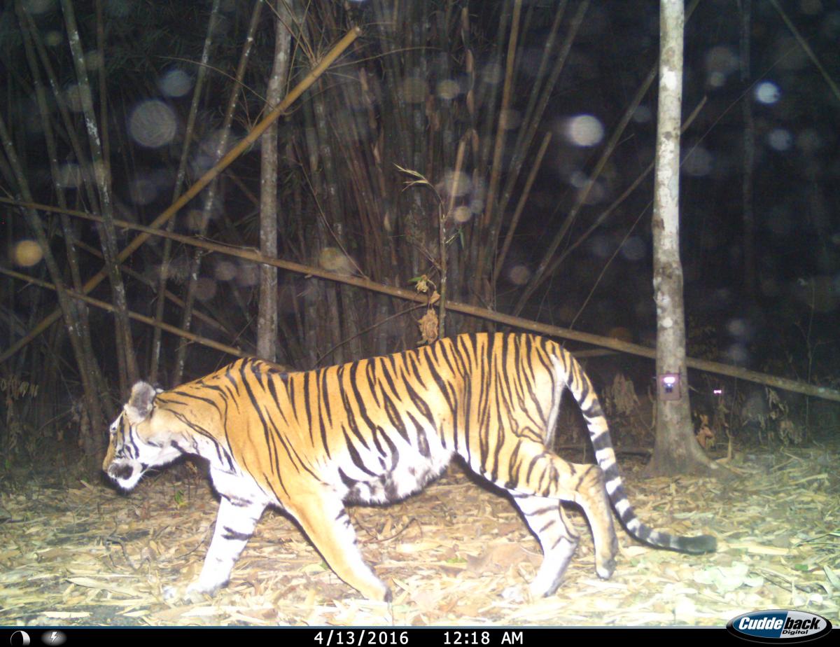 Tiger im Mae Wong Nationalpark