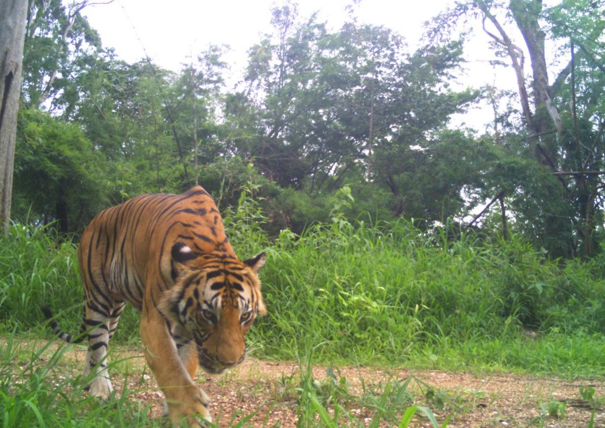 Kamerafalle Bild 1 Tiger