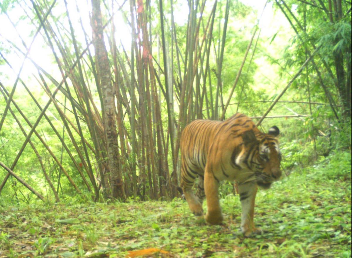 Kamerafalle Bild 2 Tiger