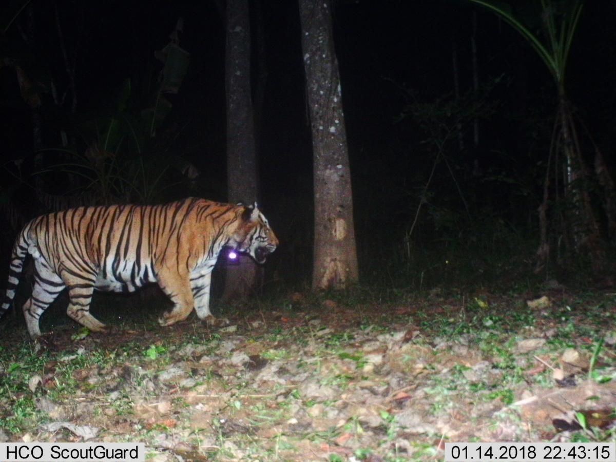 Camera-trap photo tiger