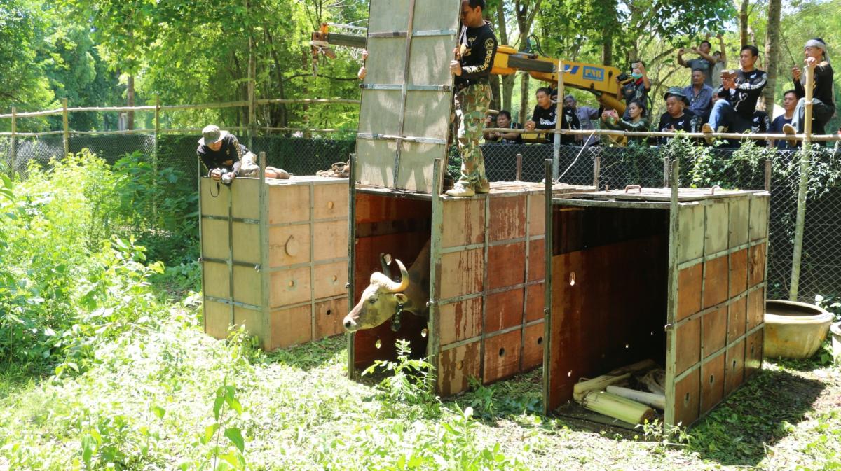 Auswilderung von Bantengs