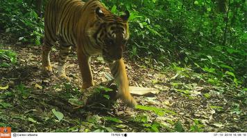 Camera trap photos