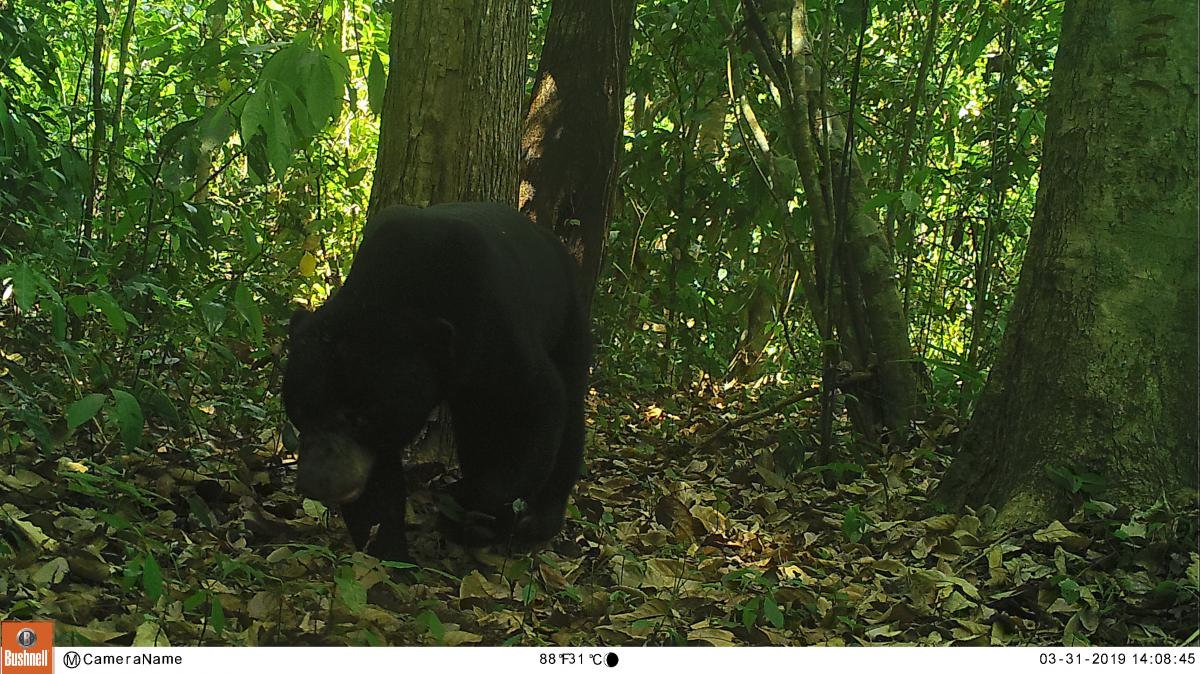 Camera trap photo bear
